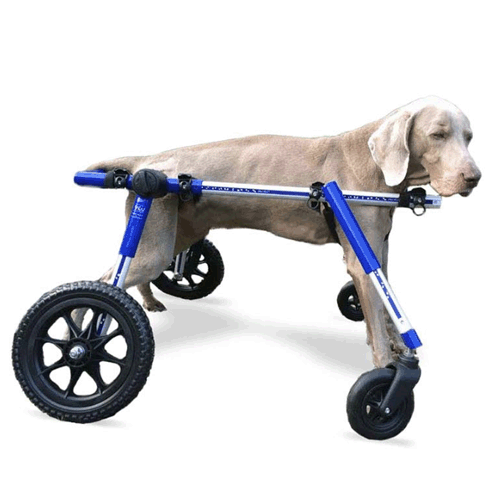 Training Lines > Walkin' Wheels Dog Wheelchairs > Walkin' Wheels 4Wheel Full Support Dog